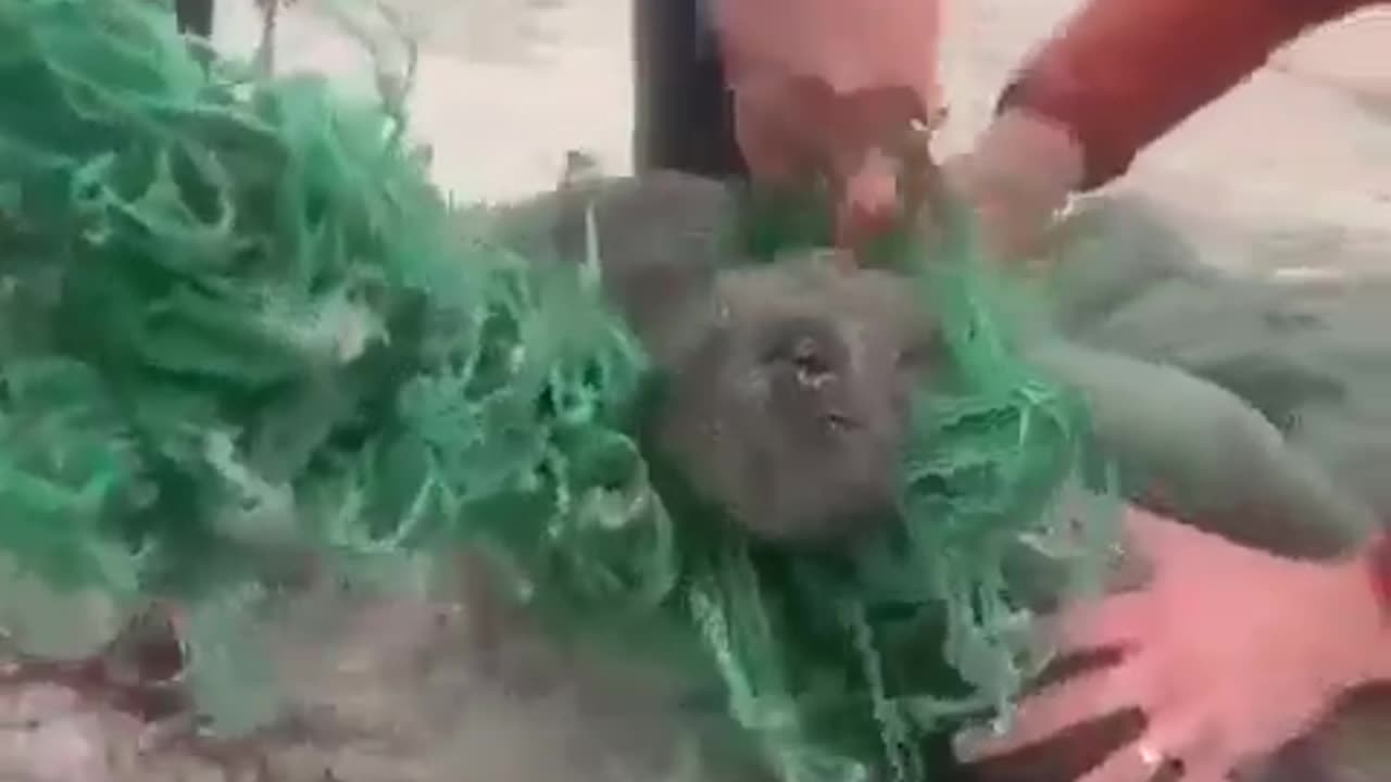 Rescue seal fishes carefully