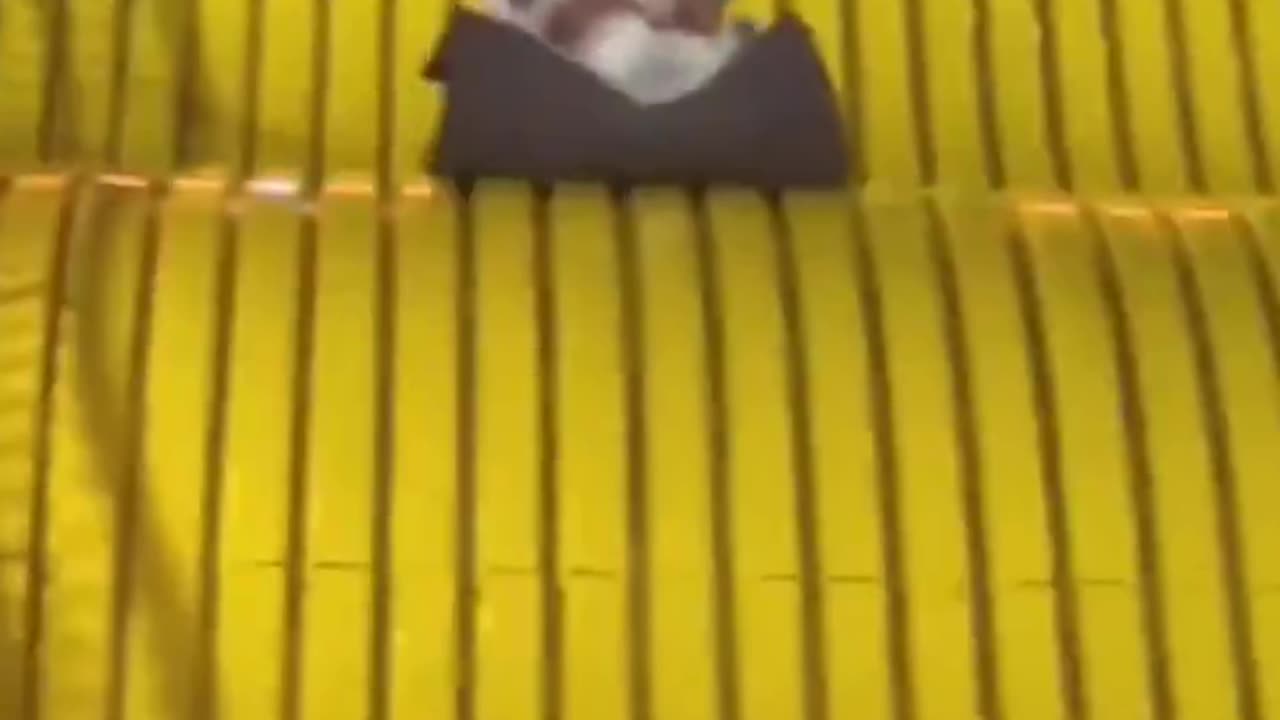 A service dog also enjoys fun on the slide.