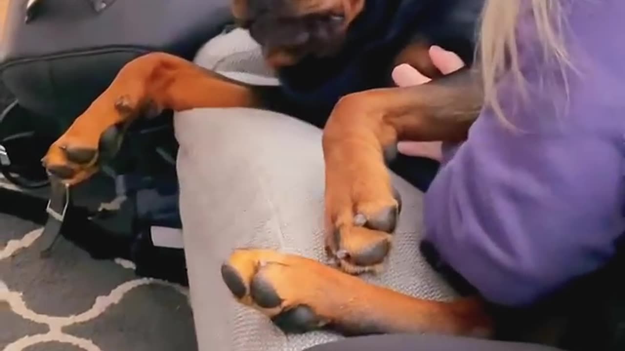 Barking at your dog