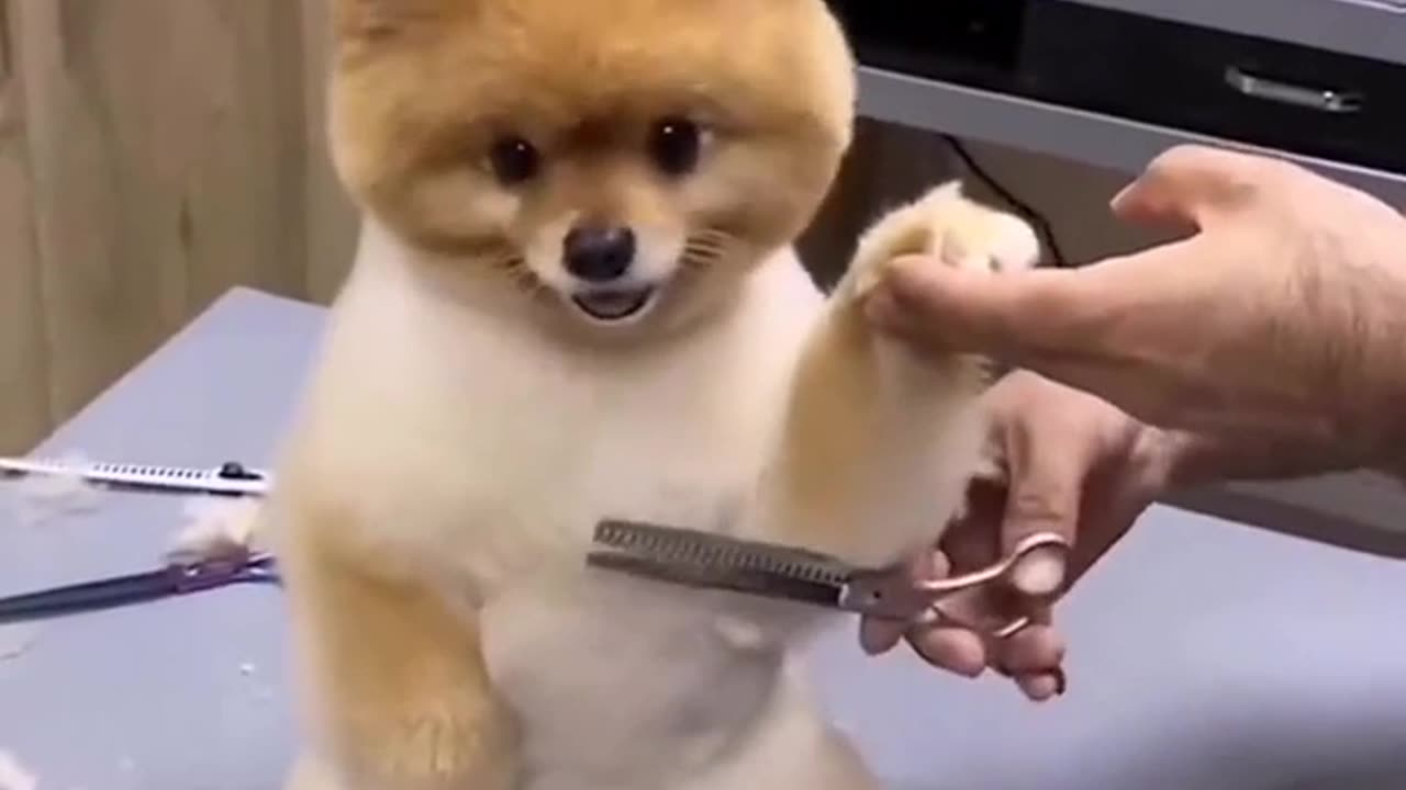 dog getting ready for the party