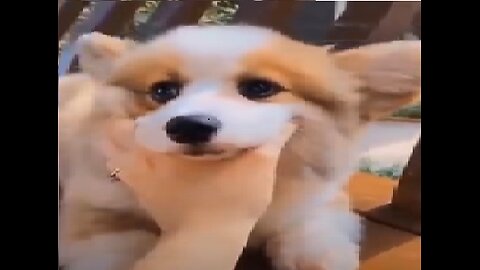 You Won't Last 5 Minutes Without Laughing! | Funniest Dog Videos of the Month 😂🐶
