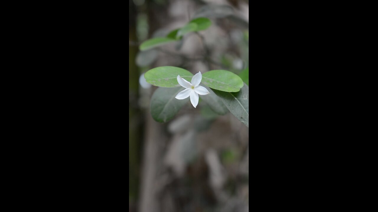 সুন্দর ফুল