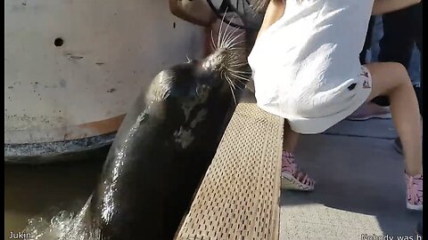 Craziest Animal Encounter of All time