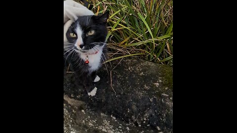 Black & white cat from the posh house 😲