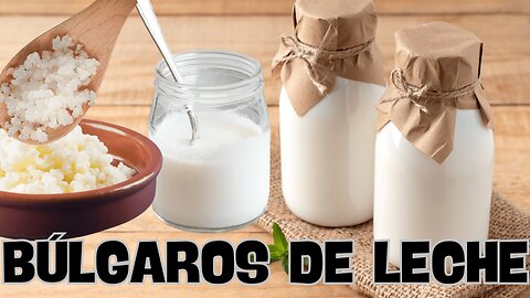 BÚLGAROS DE LECHE