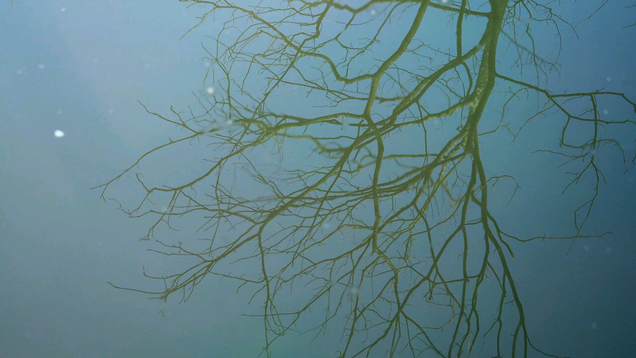 Reflection of the Tree in the Water