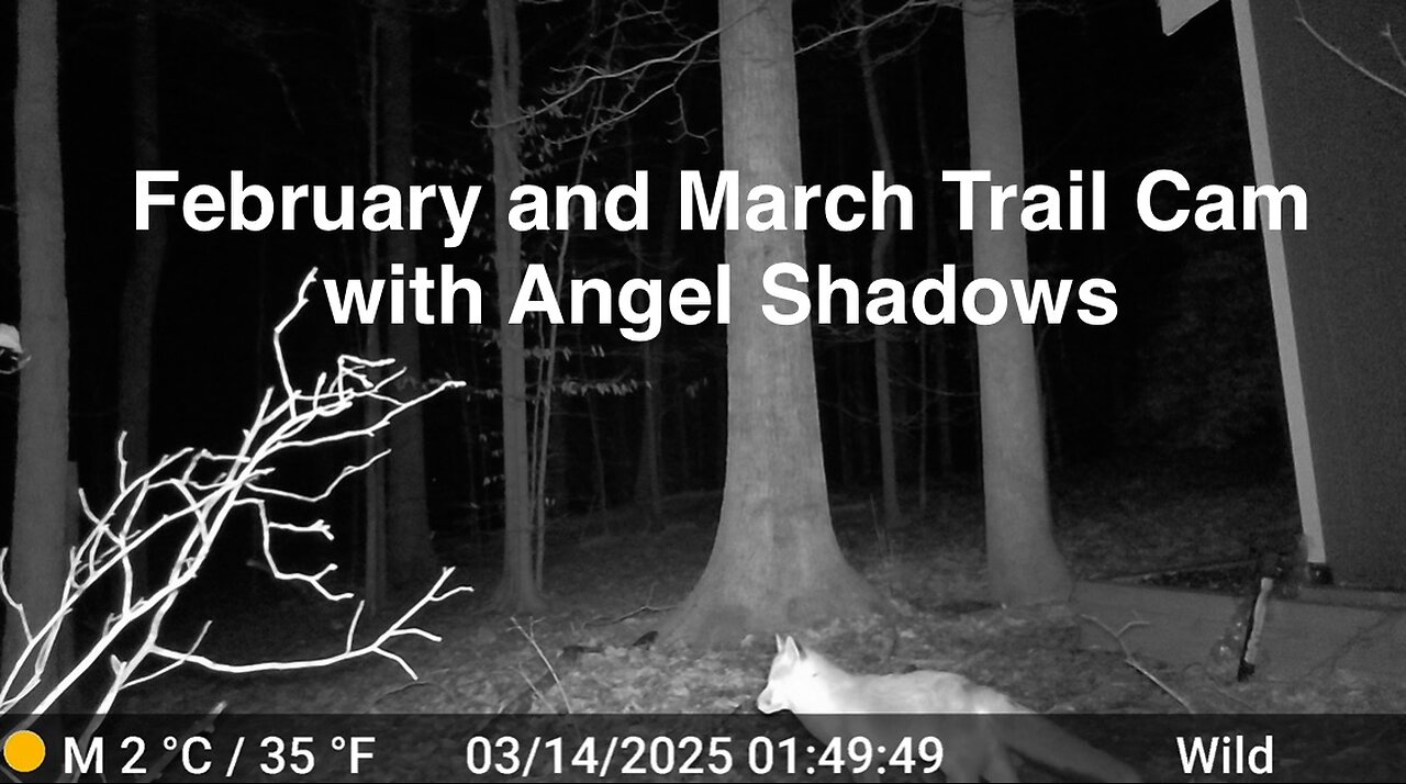February to March Trail Cam with Wildlife Wonders, Unnusual Sounds and Shadows and Bonus Footage