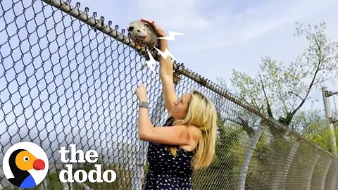 Woman Jumps Out Of Uber To Rescue An Opossum | The Dodo