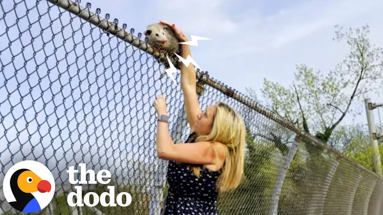Woman Jumps Out Of Uber To Rescue An Opossum | The Dodo