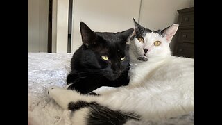 DECEPTION BYTES UPDATE