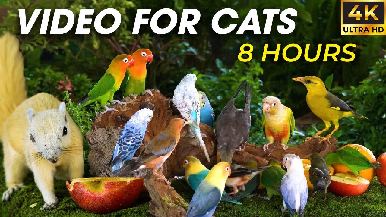Hypnotic Video for Cats - ASMR Nature & Wildlife to Keep Your Cat Happy - CatTV Central