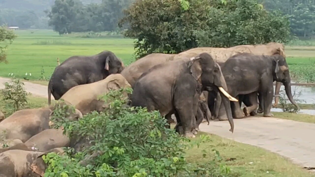 The elephant came out of the forest so beautiful is this group of elephants🐘 @Mahmod786