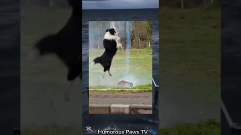 These Pets Have ZERO Chill!