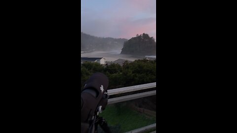 bald eagle on the coast