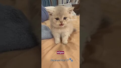 The funniest animals