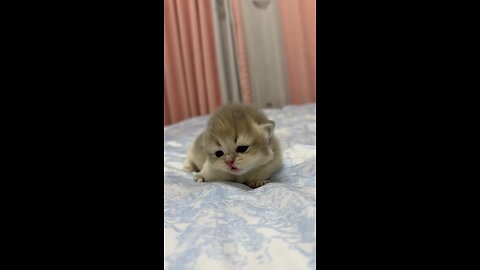 My cute cat