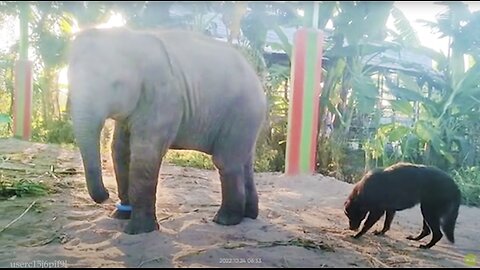 Animals Gone Wild 2025 😂