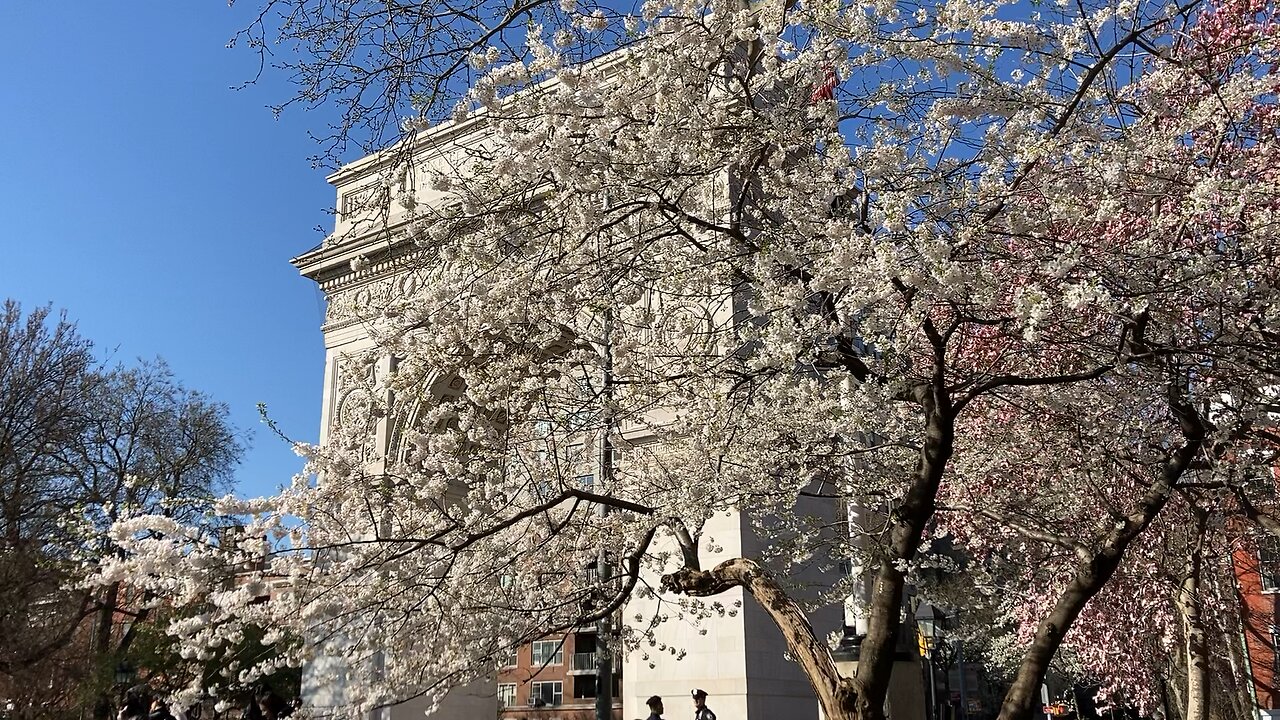 Walking Manhattan: Cherry Blossoms (Washington Square Park)