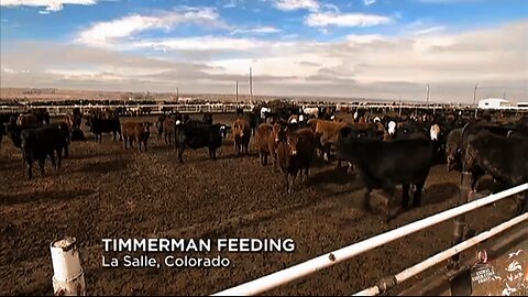 Satire video of ridiculous carnist