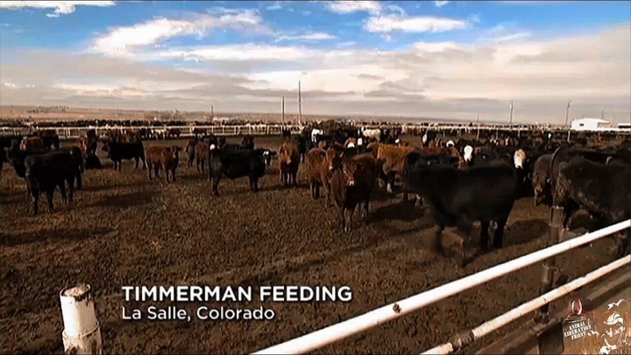 Satire video of ridiculous carnist