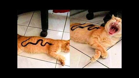 MUST WATCH FUNNY ANIMALS