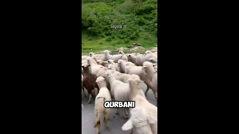 "What NOT to Do Before Qurbani | Important Sunnah!" #hadith #islam #eiduladha
