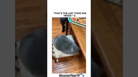 Pets Who Instantly Regretted Their Choices!