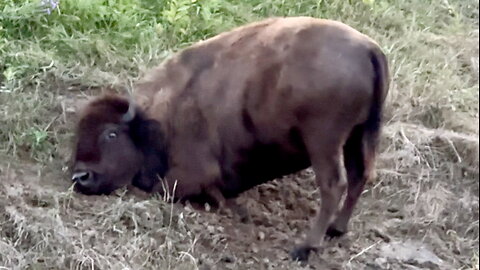 Bison Using the Ground to Scratch an Itch