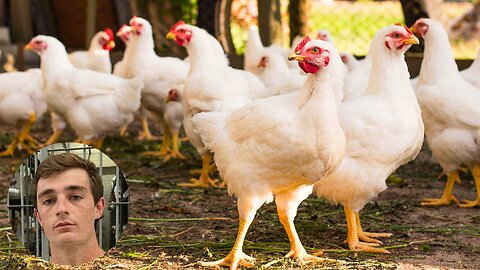 Nick Shirley Exposes Corrupt Clucking Chickens in Minnesota