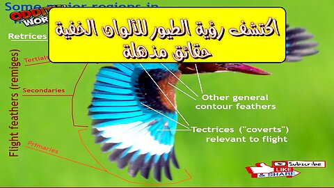 اكتشف رؤية الطيور للألوان الخفية: حقائق مذهلة! #علم_الأحياء #طيور #رؤية