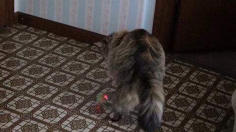 Leia Avoids Fast Motorized Cat Toy
