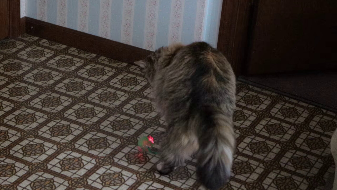 Leia Avoids Fast Motorized Cat Toy