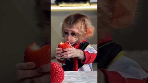 This baby monkey’s adorable smile is all the motivation you need today! 🌟🐵