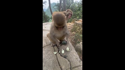 What kind of egg is this. Monkey don't like it