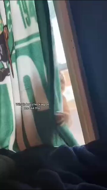 Love All Life Always #198 - Spooky Cat Moves And Eyes. A Cat Lovers Delight. Purrr-fect Music Too!