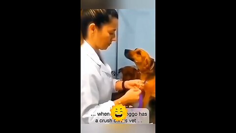 dogs scared being inject