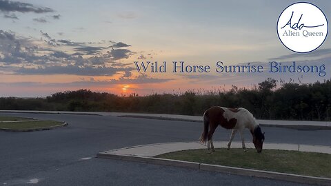 Ada Alien Queen • Bird Songs • Take #00011 • Wild Horse Sunrise Birdsong