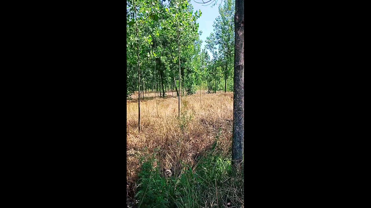 satisfying Video
