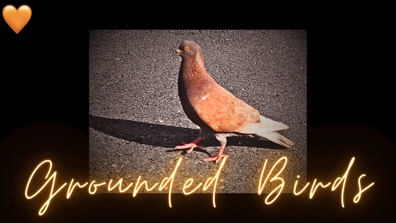 Birds Music Creative Visual RELAX!