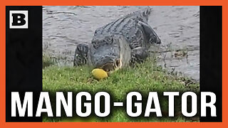 Gator Chomps Mangos Fallen from Tree Along Florida Canal