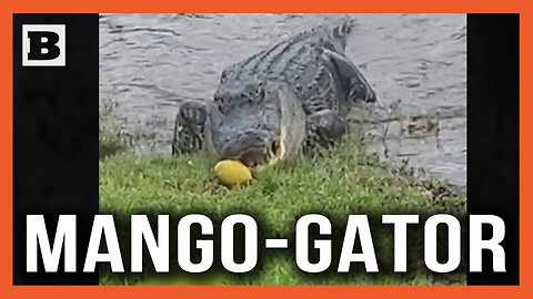 Gator Chomps Mangos Fallen from Tree Along Florida Canal
