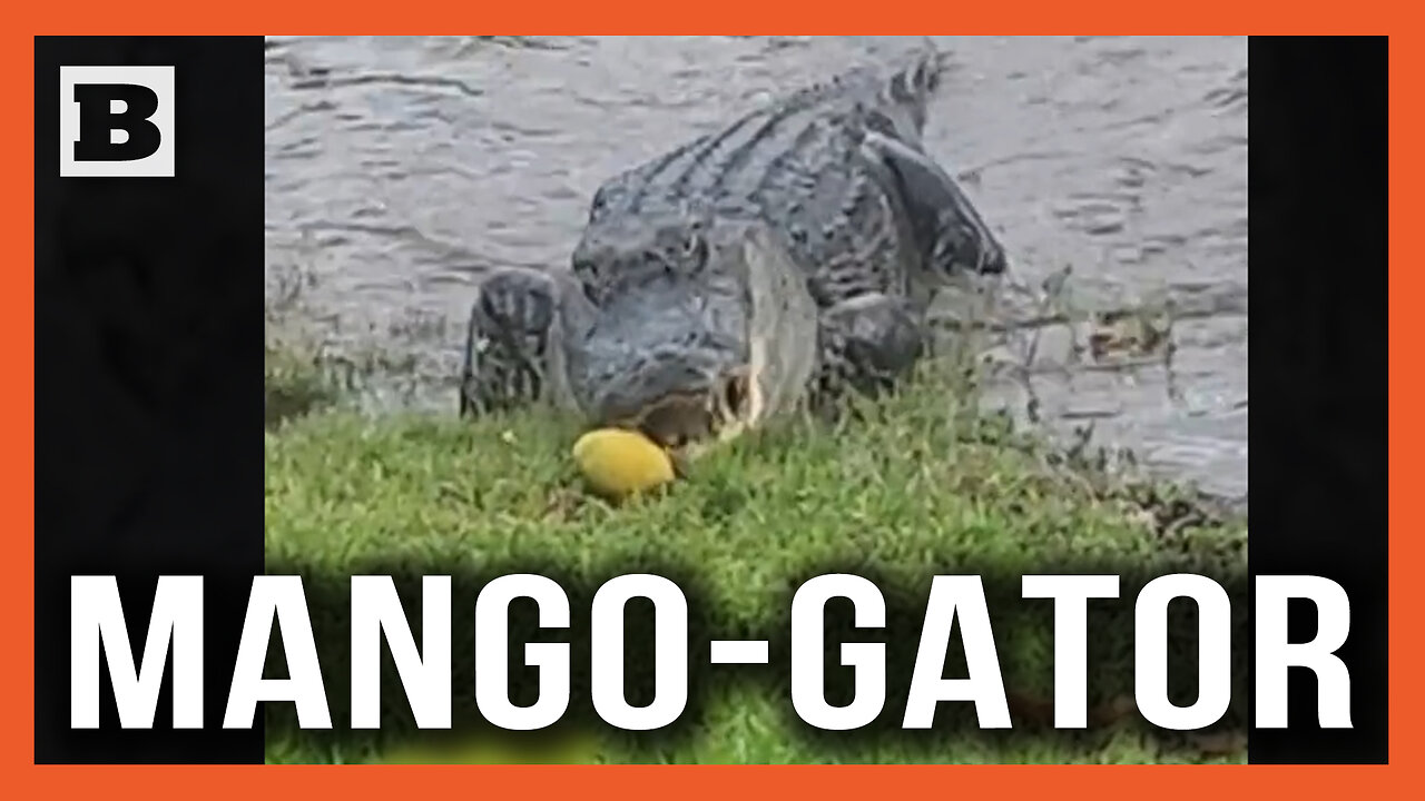 Gator Chomps Mangos Fallen from Tree Along Florida Canal