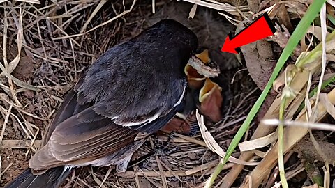 Familiar Chat Bird Feeding | Worm Feeding!