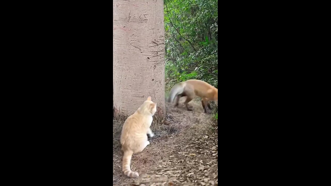 animals funny video