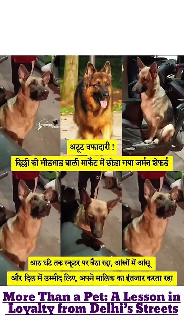 More Than a Pet: A Lesson in Loyalty from Delhi’s Streets