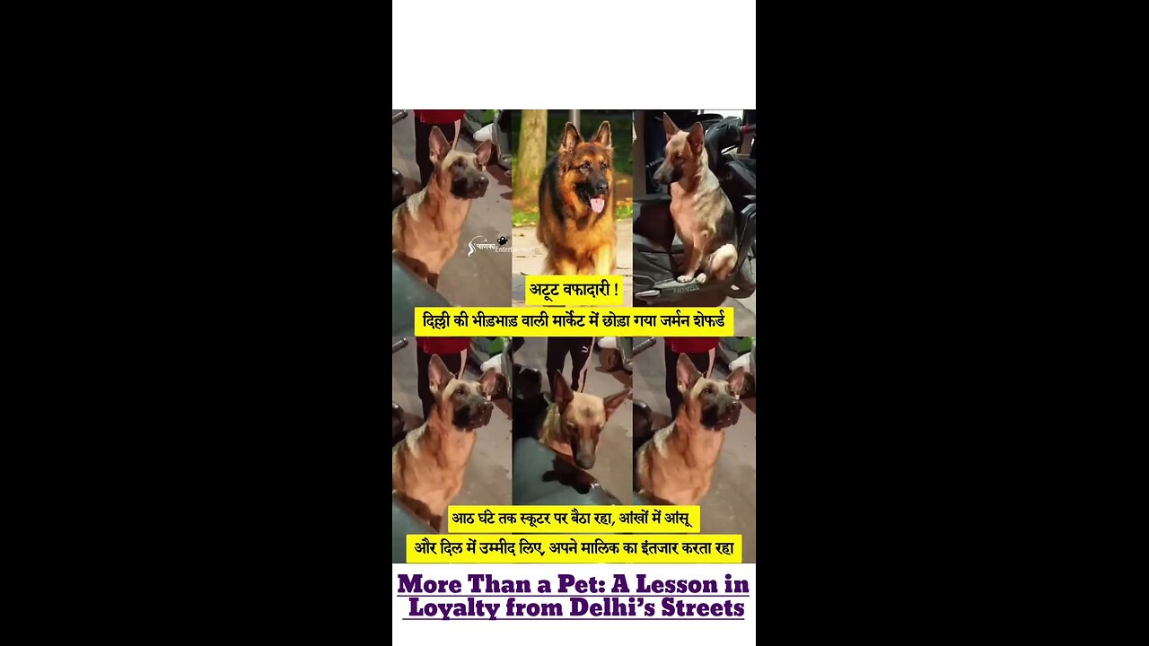 More Than a Pet: A Lesson in Loyalty from Delhi’s Streets
