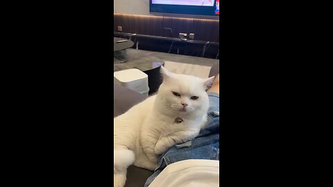 Billionaire Cat’s Meow That Took Over the Internet 😻💰 | Cutest Viral Cat Video 2025