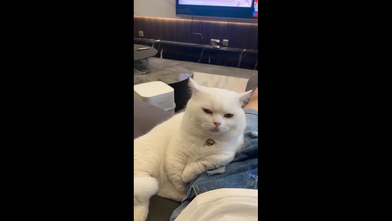 Billionaire Cat’s Meow That Took Over the Internet 😻💰 | Cutest Viral Cat Video 2025