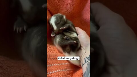 A woman found a little skunk in her precinct and became his mom