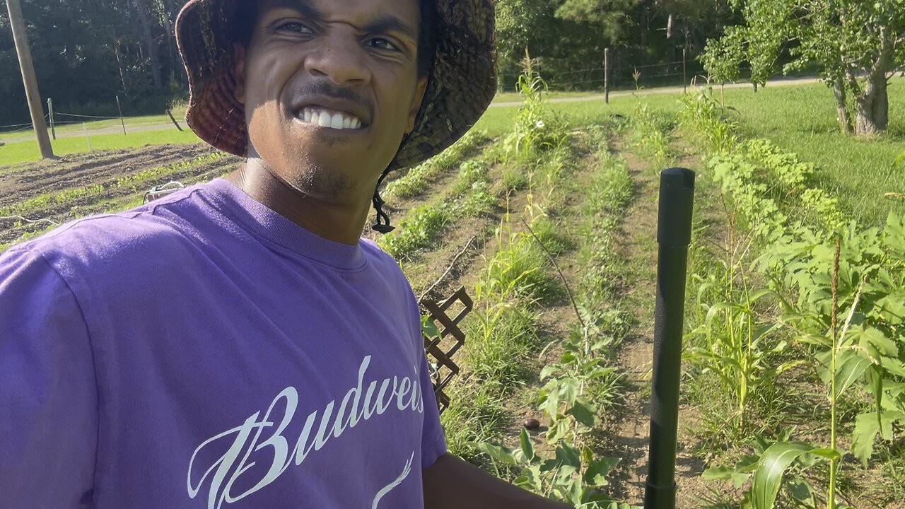My first eggplant 🍆